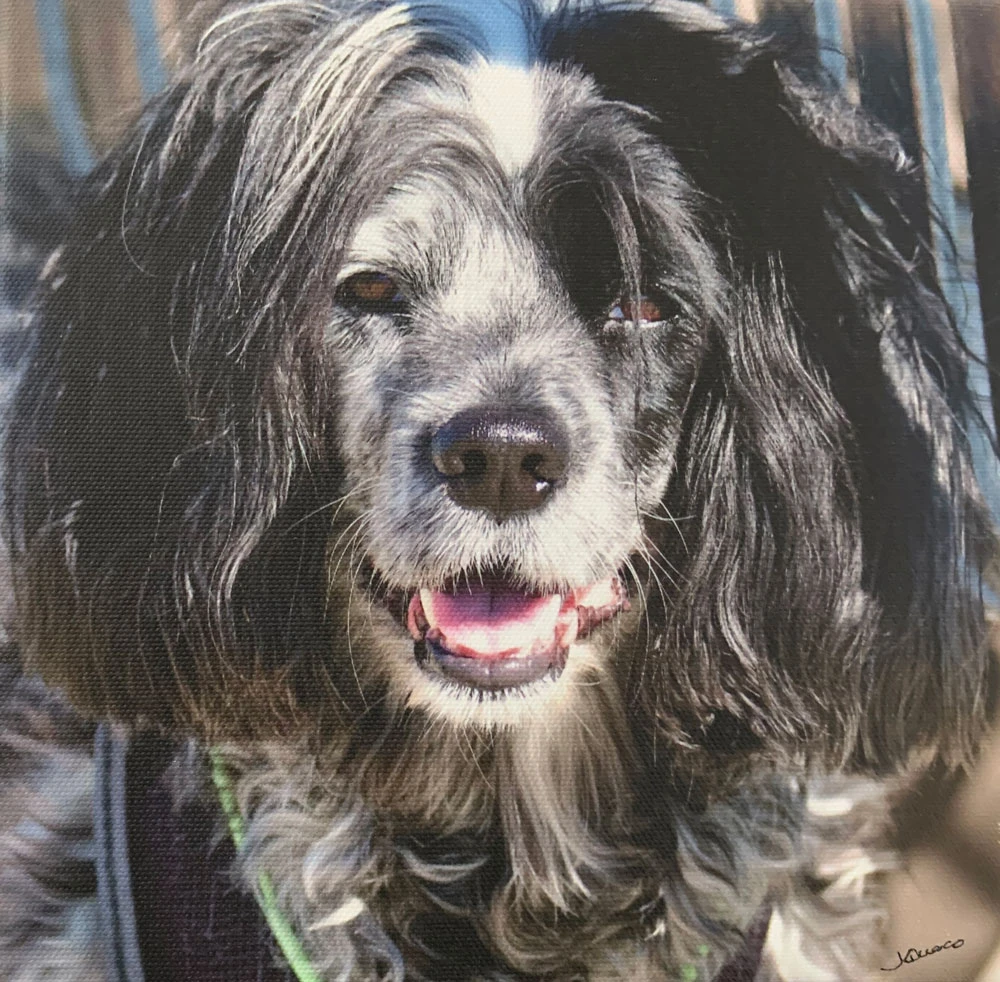 Western Skies Veterinary - In Home Pet Euthanasia|Memorials