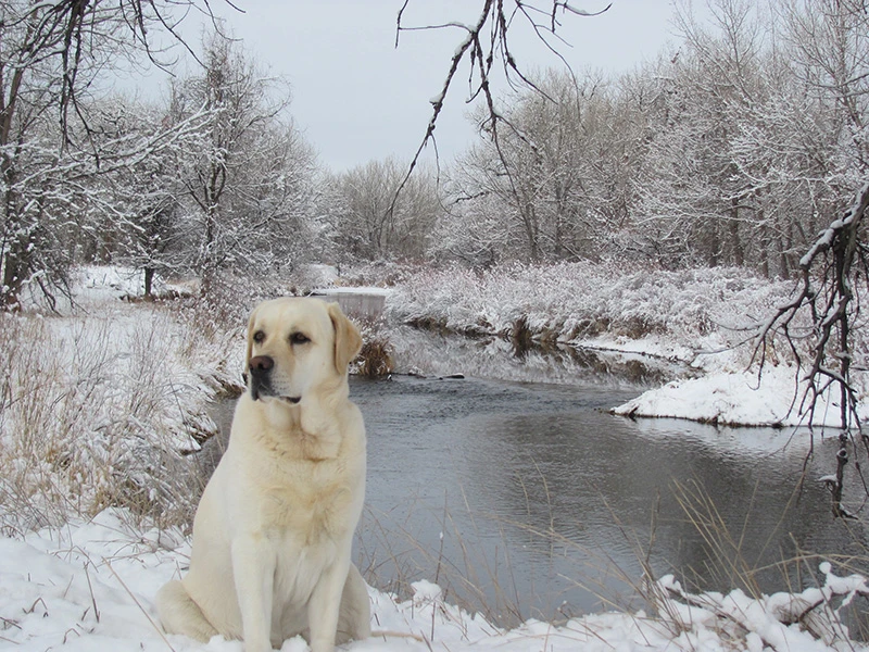Western Skies Veterinary - In Home Pet Euthanasia|Memorials