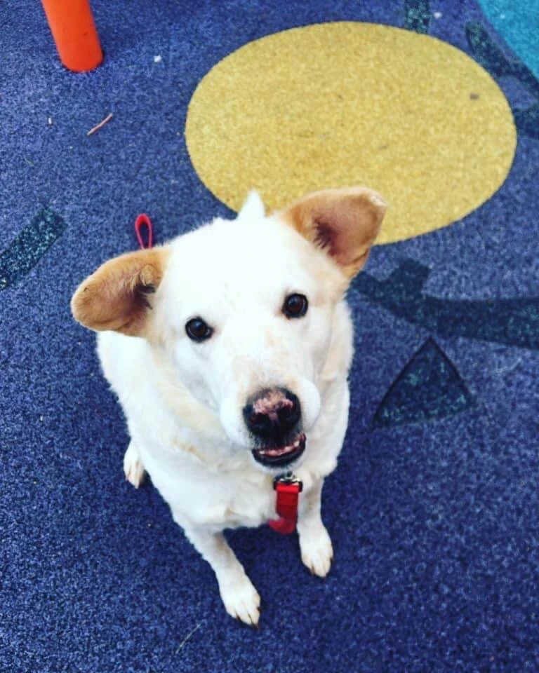 Western Skies Veterinary - In Home Pet Euthanasia|Memorials