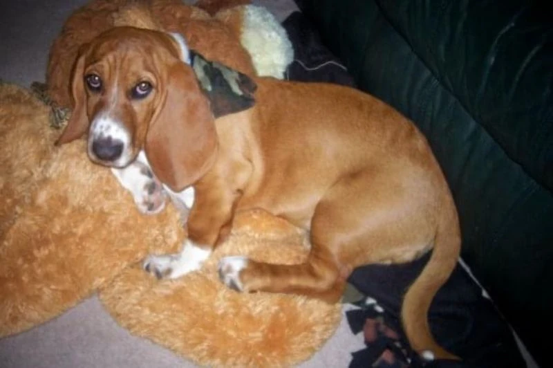Western Skies Veterinary - In Home Pet Euthanasia|Memorials