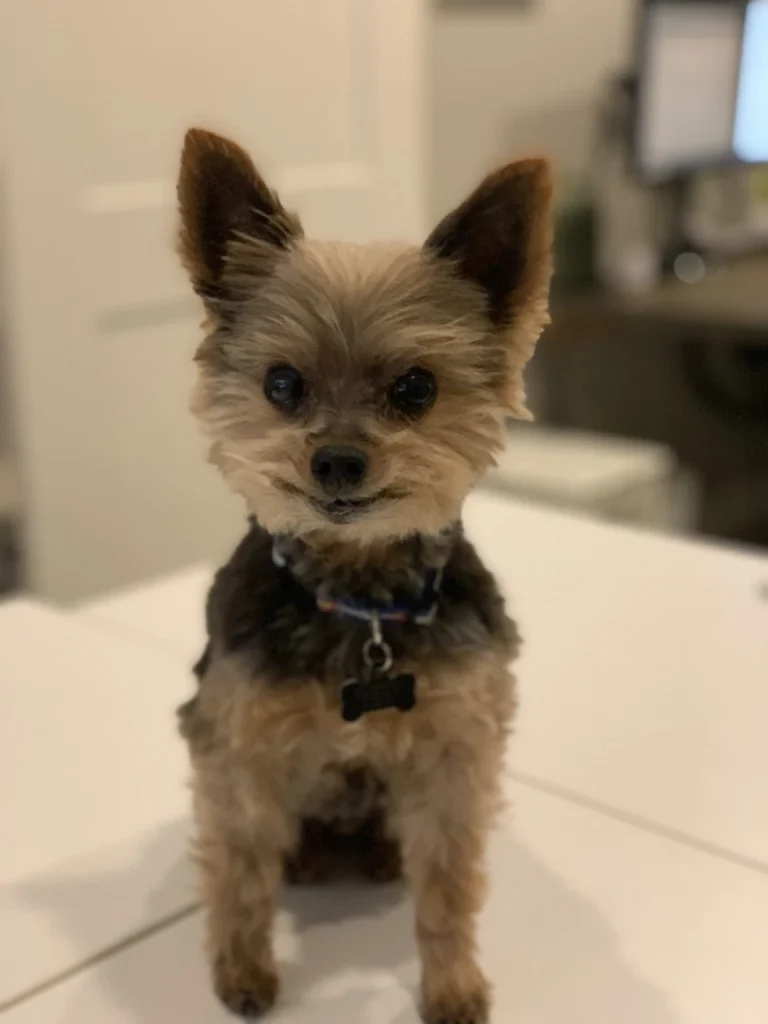 Western Skies Veterinary - In Home Pet Euthanasia|Memorials