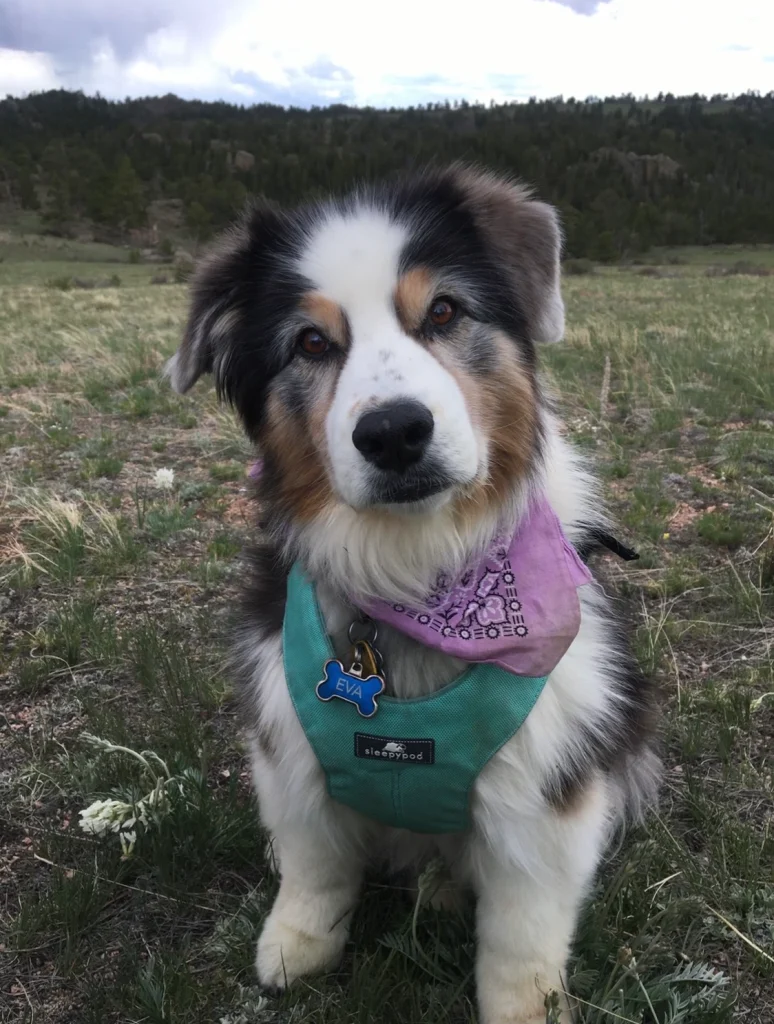 Western Skies Veterinary - In Home Pet Euthanasia|Memorials