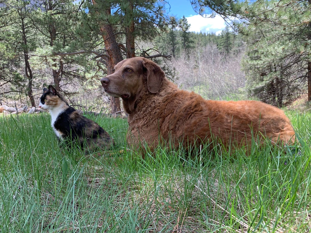 Western Skies Veterinary - In Home Pet Euthanasia|Memorials