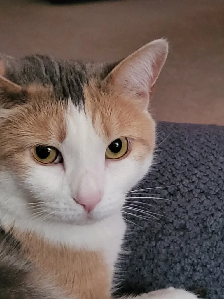 Western Skies Veterinary - In Home Pet Euthanasia|Memorials