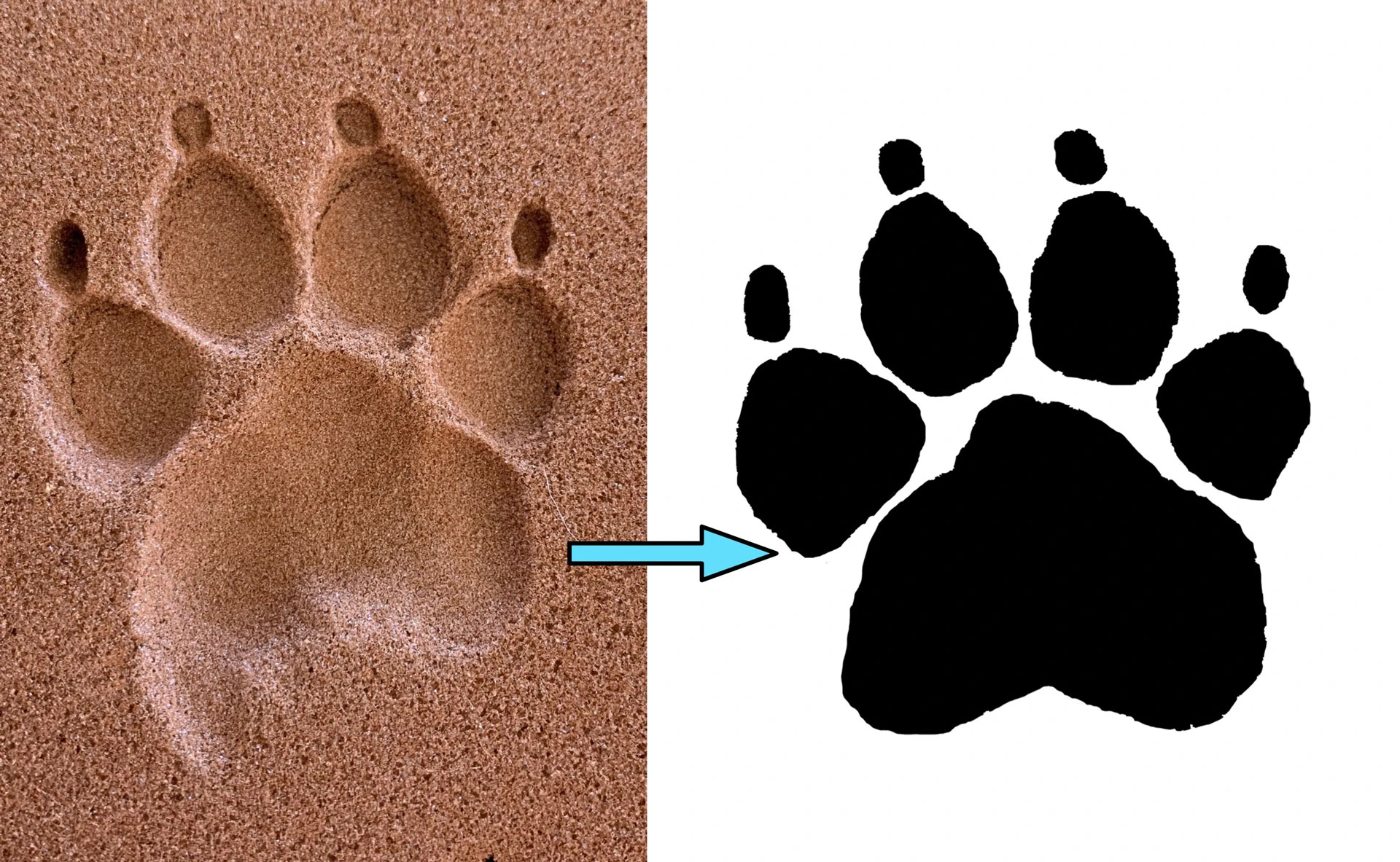 Foam-to-digital.webp