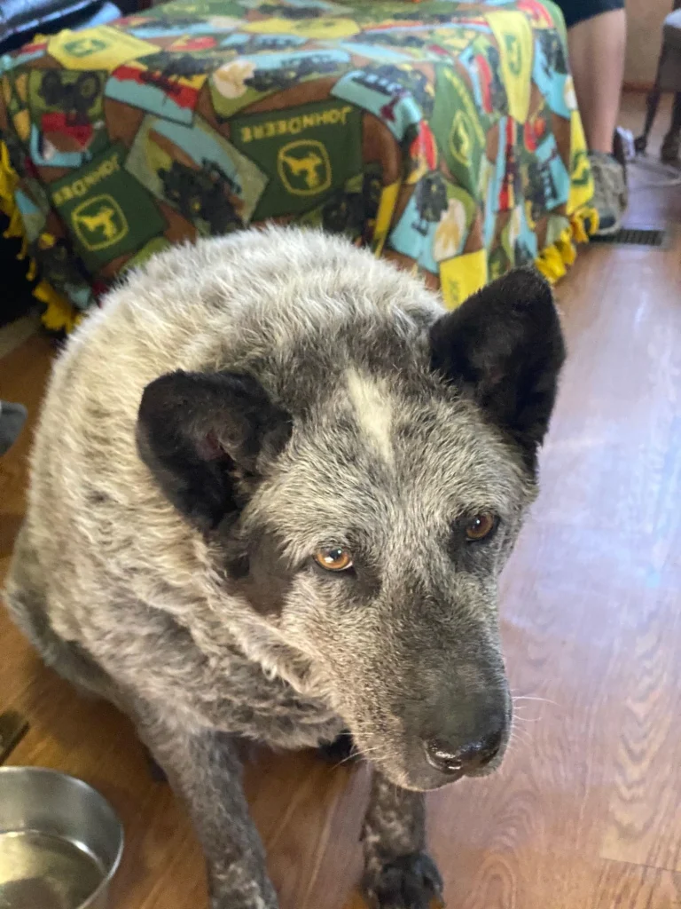 Western Skies Veterinary - In Home Pet Euthanasia|Memorials