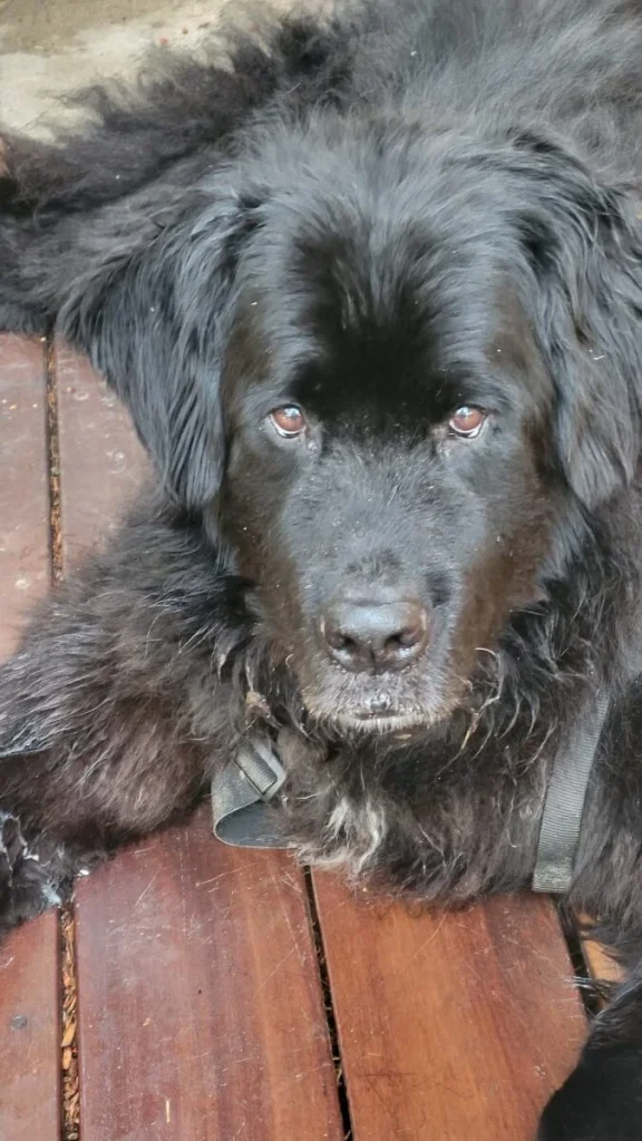 Western Skies Veterinary - In Home Pet Euthanasia|Memorials