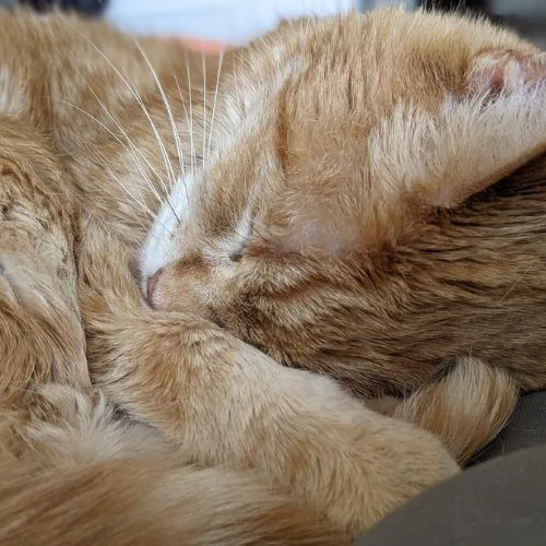 Western Skies Veterinary - In Home Pet Euthanasia|Memorials