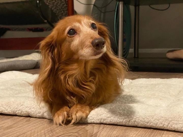 Western Skies Veterinary - In Home Pet Euthanasia|Memorials