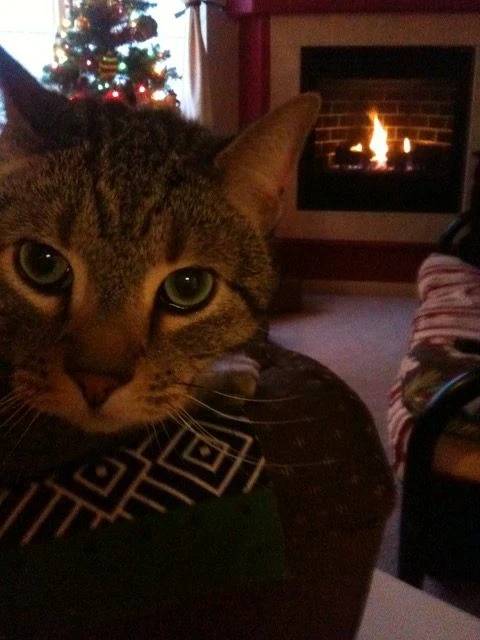 Western Skies Veterinary - In Home Pet Euthanasia|Memorials