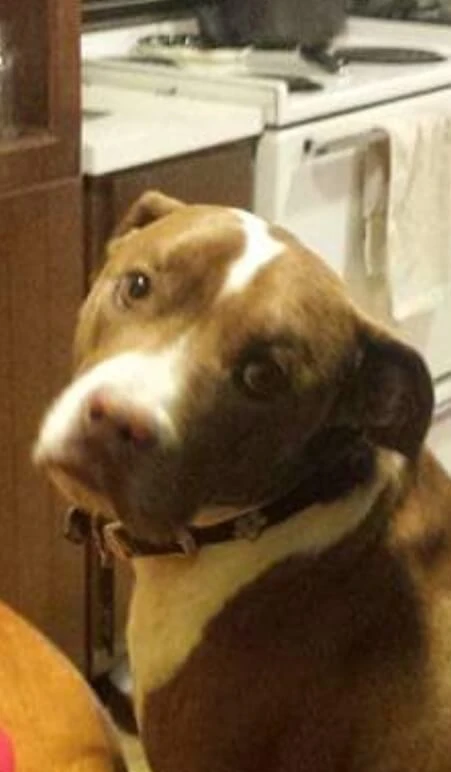 Western Skies Veterinary - In Home Pet Euthanasia|Memorials