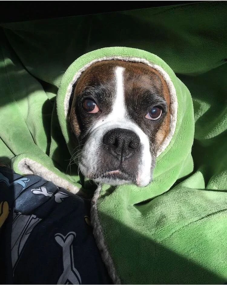 Western Skies Veterinary - In Home Pet Euthanasia|Memorials