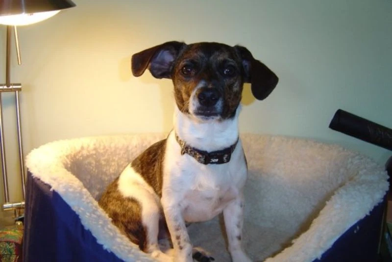 Western Skies Veterinary - In Home Pet Euthanasia|Memorials