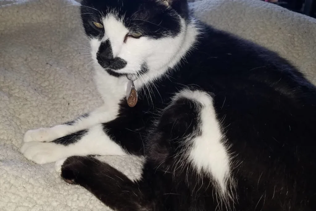 Western Skies Veterinary - In Home Pet Euthanasia|Memorials