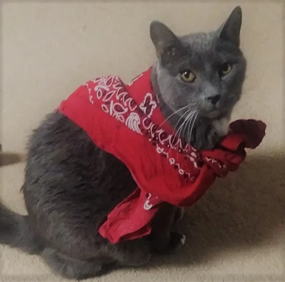 Western Skies Veterinary - In Home Pet Euthanasia|Memorials