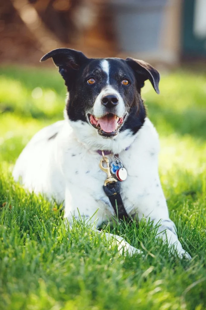 Western Skies Veterinary - In Home Pet Euthanasia|Memorials