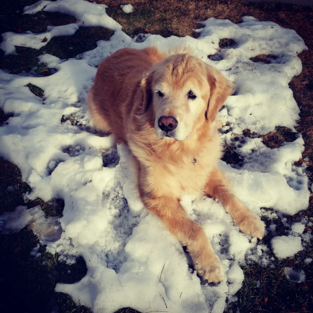 Western Skies Veterinary - In Home Pet Euthanasia|Memorials