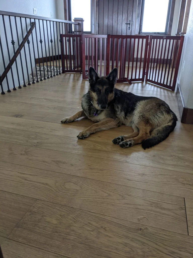 Western Skies Veterinary - In Home Pet Euthanasia|Memorials