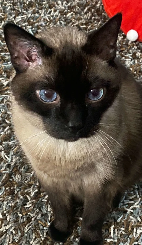 Western Skies Veterinary - In Home Pet Euthanasia|Memorials