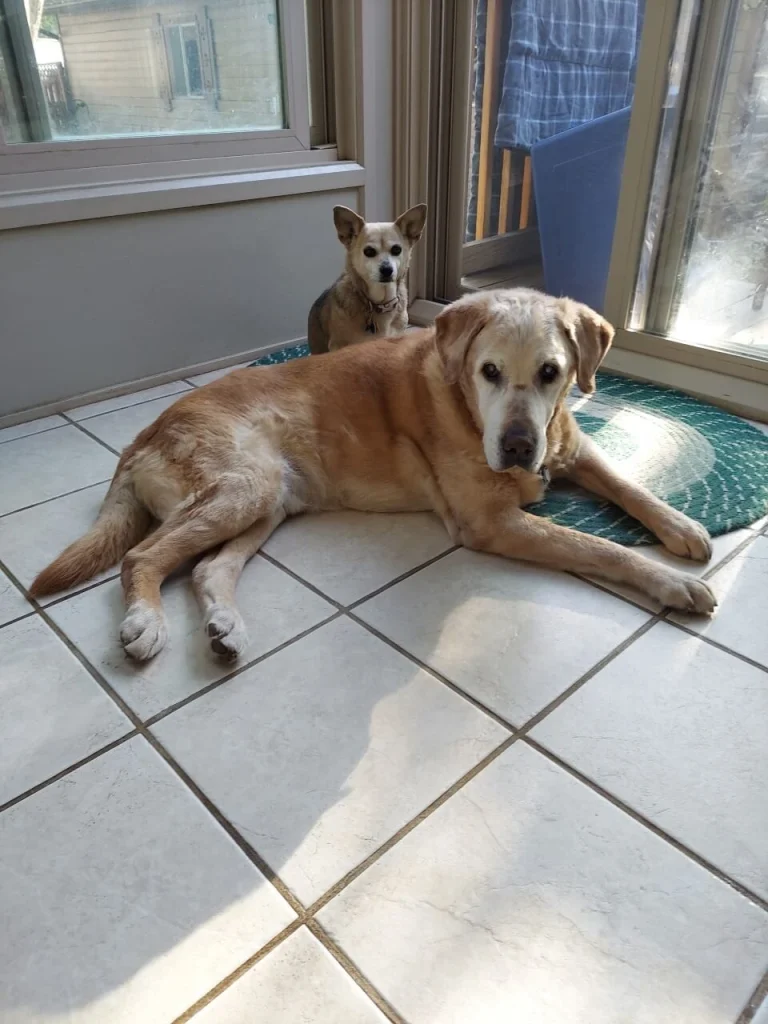 Western Skies Veterinary - In Home Pet Euthanasia|Memorials