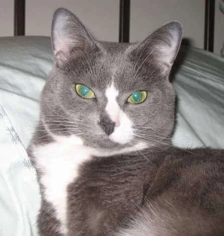 Western Skies Veterinary - In Home Pet Euthanasia|Memorials