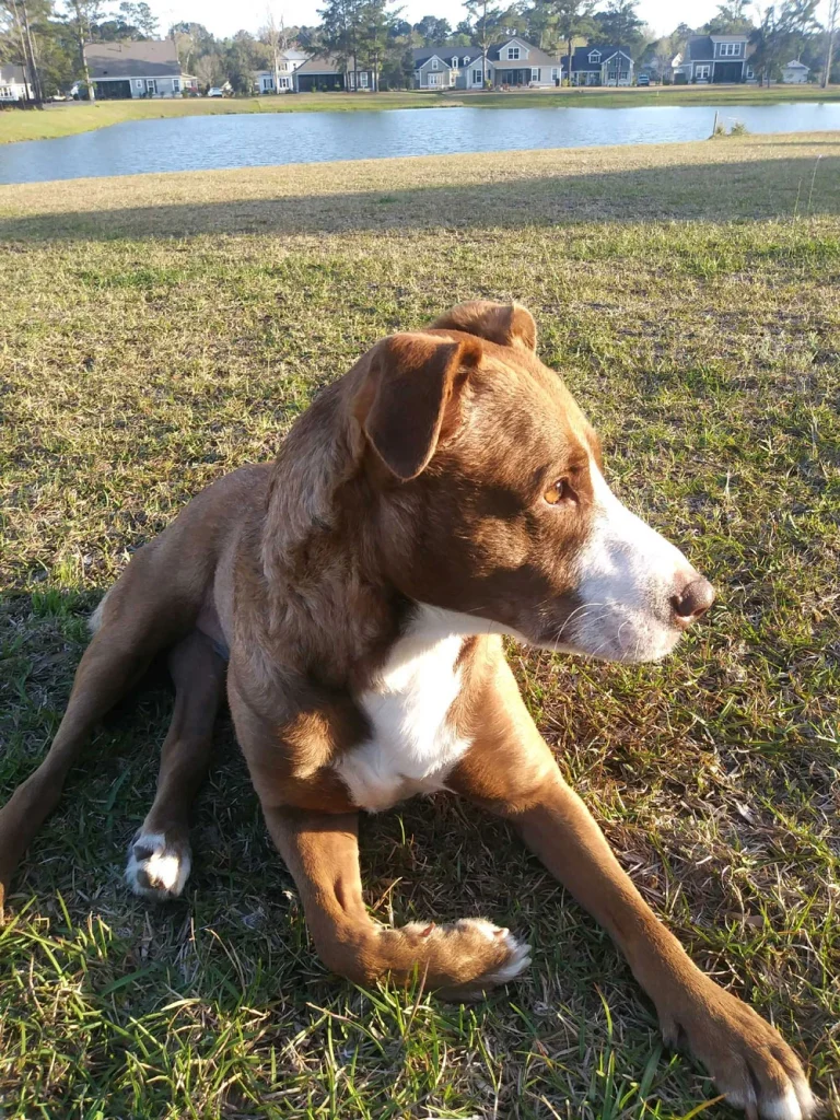 Western Skies Veterinary - In Home Pet Euthanasia|Memorials
