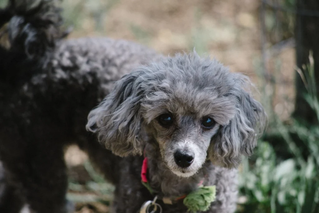 Western Skies Veterinary - In Home Pet Euthanasia|Memorials