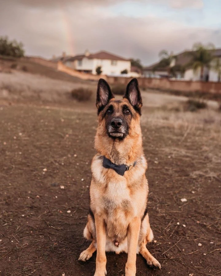 Western Skies Veterinary - In Home Pet Euthanasia|Memorials