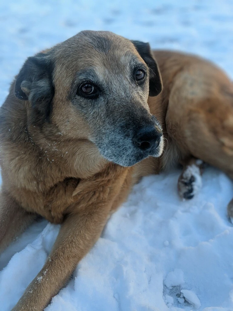 Western Skies Veterinary - In Home Pet Euthanasia|Memorials
