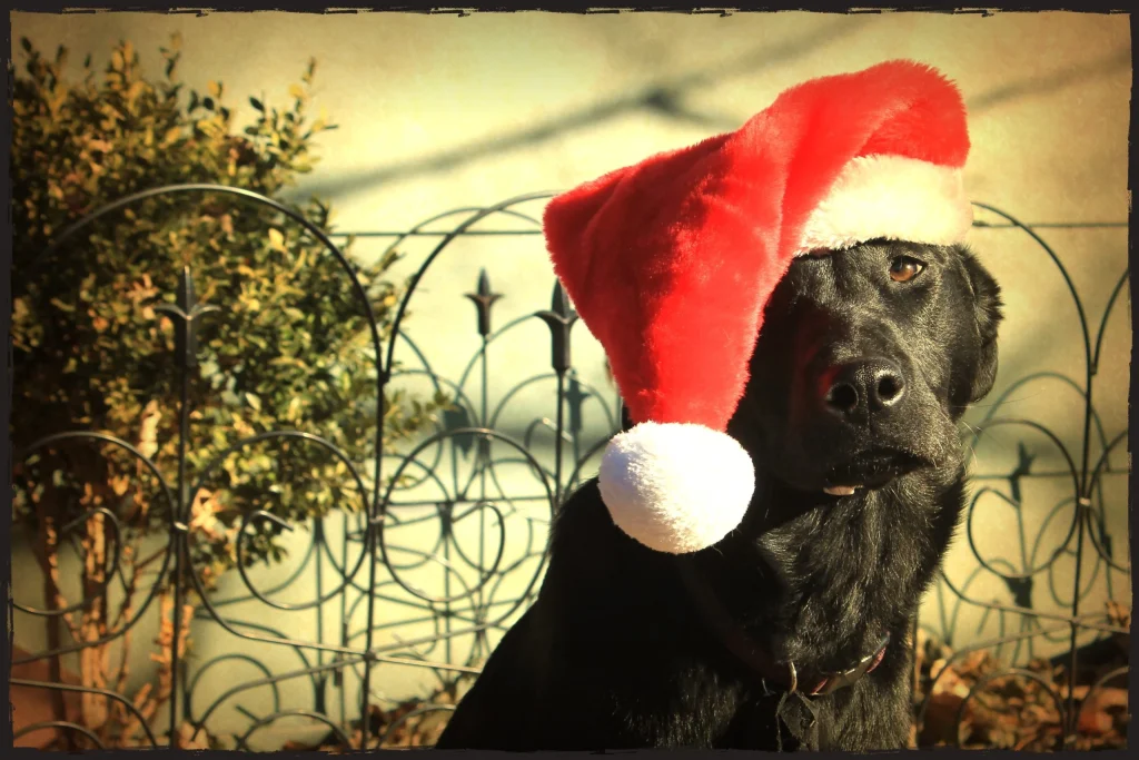 Western Skies Veterinary - In Home Pet Euthanasia|Memorials