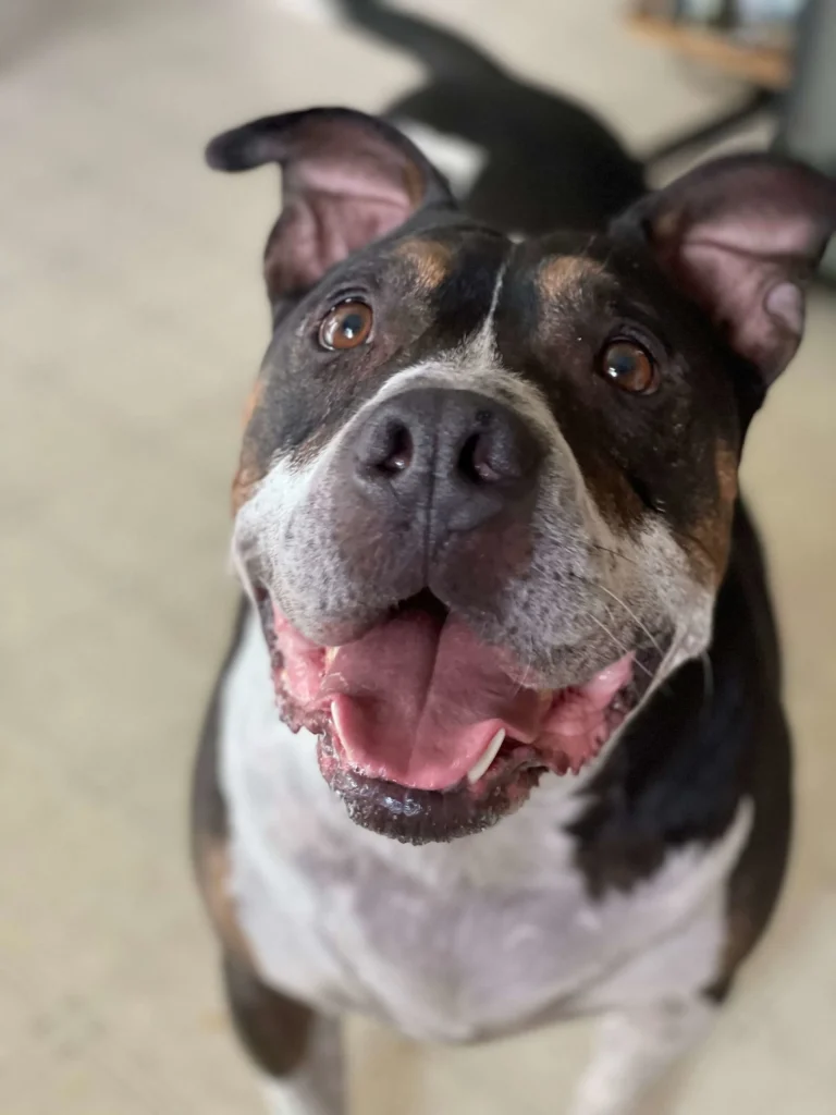 Western Skies Veterinary - In Home Pet Euthanasia|Memorials