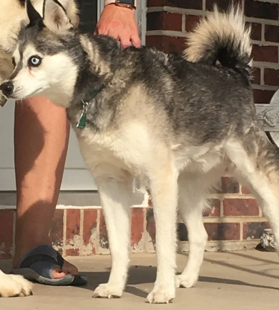 Western Skies Veterinary - In Home Pet Euthanasia|Memorials