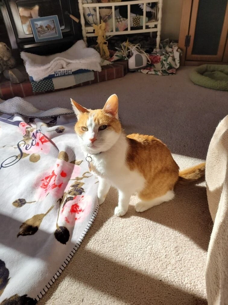 Western Skies Veterinary - In Home Pet Euthanasia|Memorials