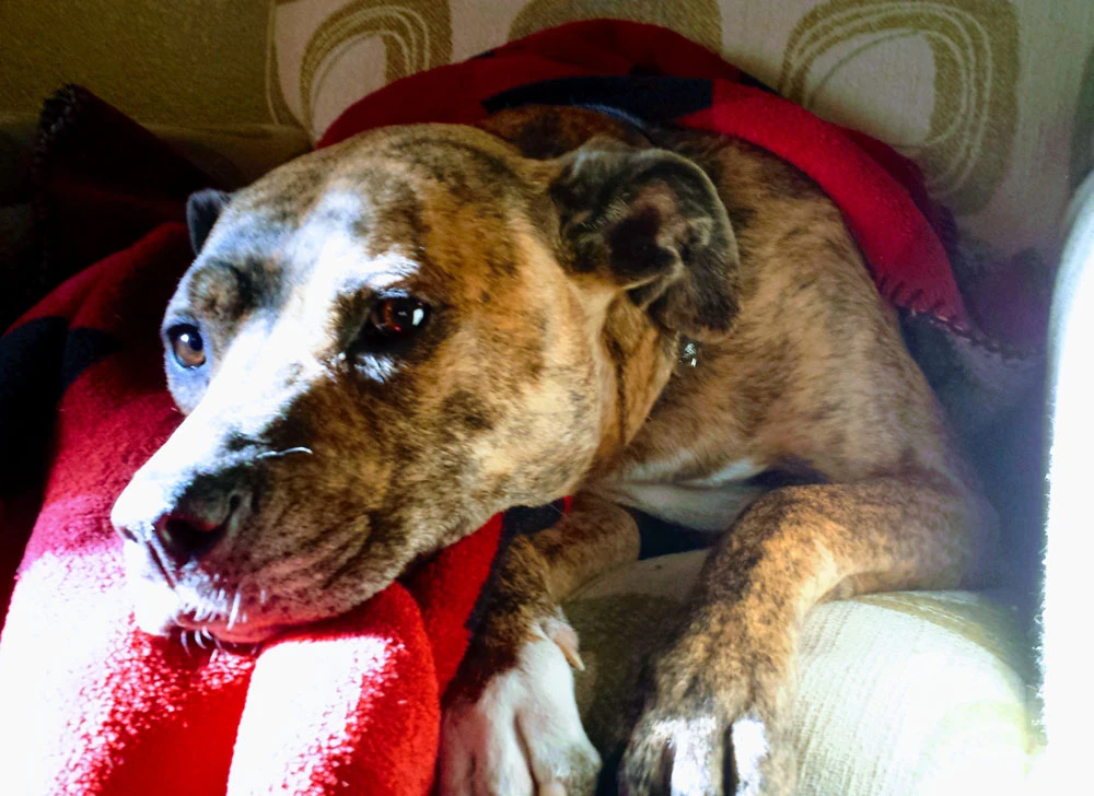 Western Skies Veterinary - In Home Pet Euthanasia|Memorials
