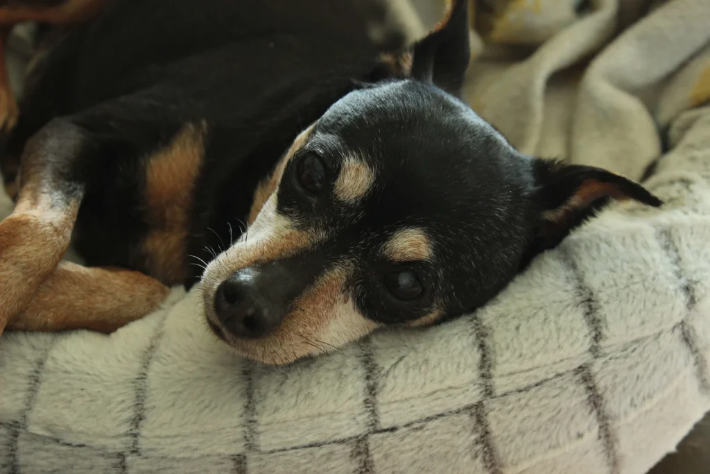 Western Skies Veterinary - In Home Pet Euthanasia|Memorials