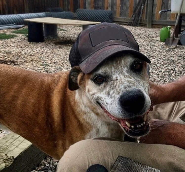 Western Skies Veterinary - In Home Pet Euthanasia|Memorials