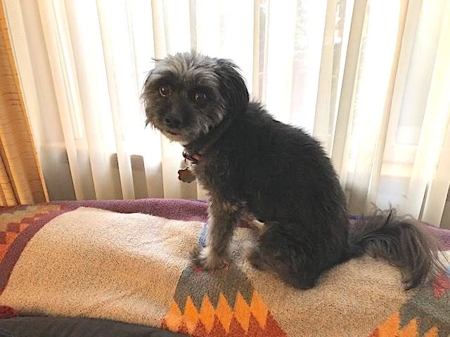 Western Skies Veterinary - In Home Pet Euthanasia|Memorials