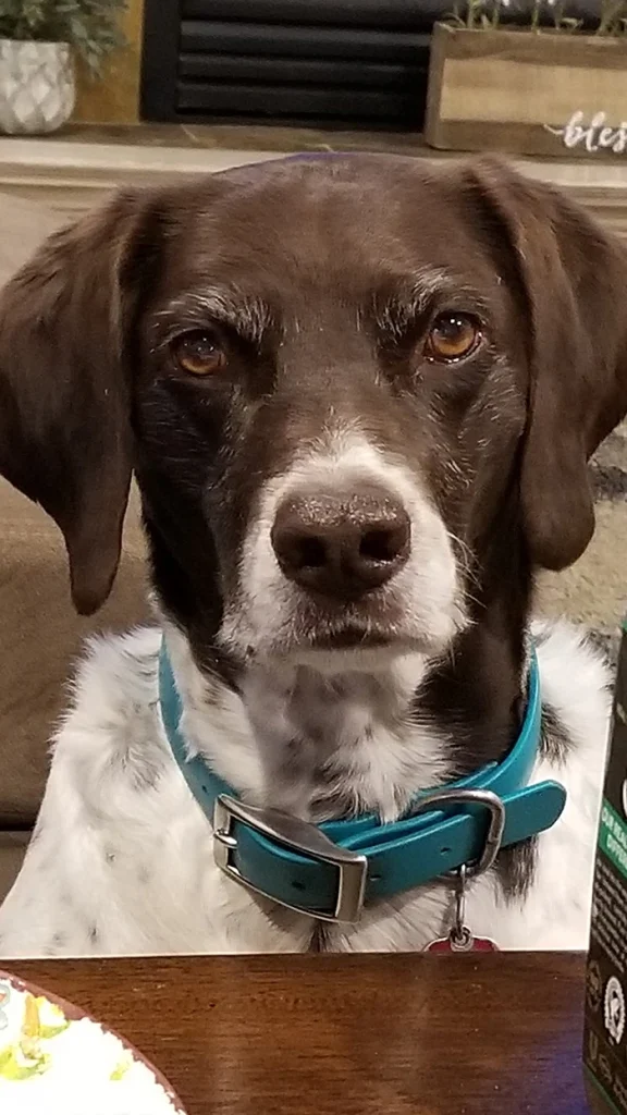 Western Skies Veterinary - In Home Pet Euthanasia|Memorials