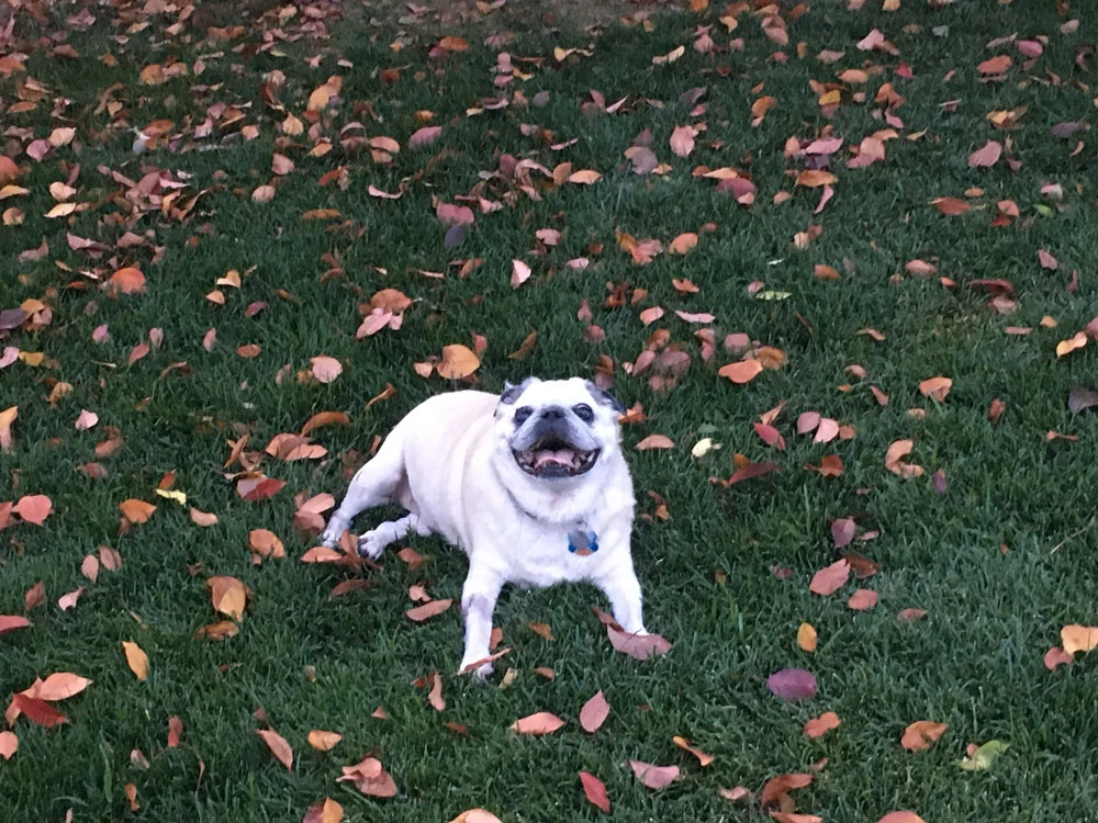 Western Skies Veterinary - In Home Pet Euthanasia|Memorials