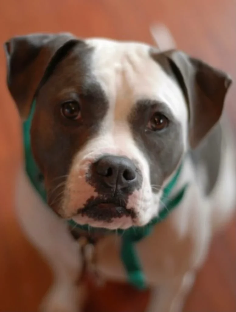 Western Skies Veterinary - In Home Pet Euthanasia|Memorials