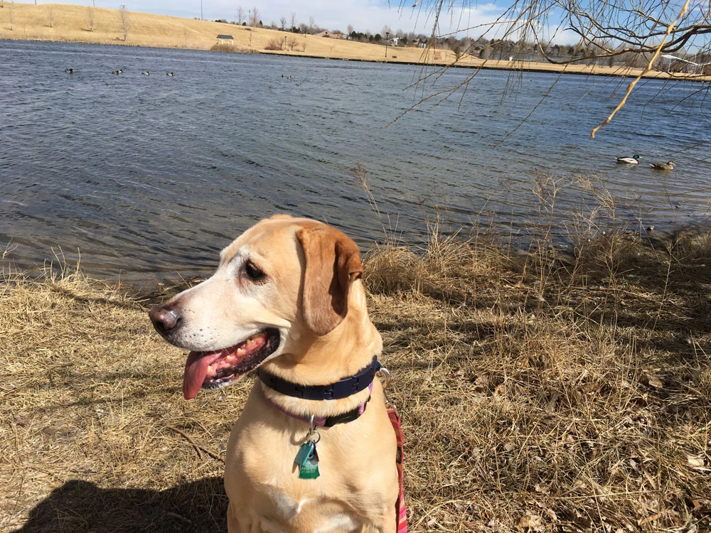Western Skies Veterinary - In Home Pet Euthanasia|Memorials