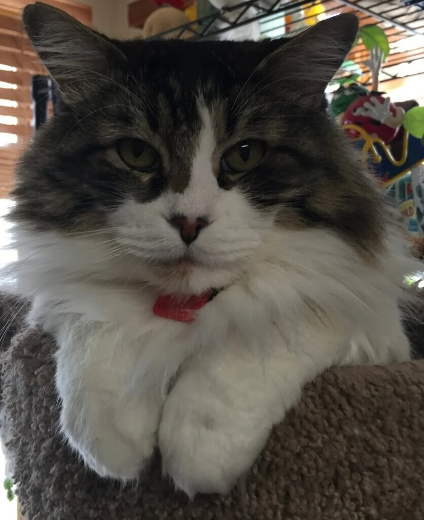 Western Skies Veterinary - In Home Pet Euthanasia|Memorials