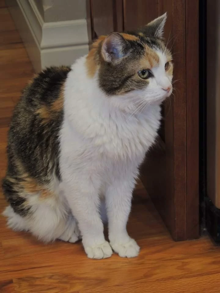 Western Skies Veterinary - In Home Pet Euthanasia|Memorials