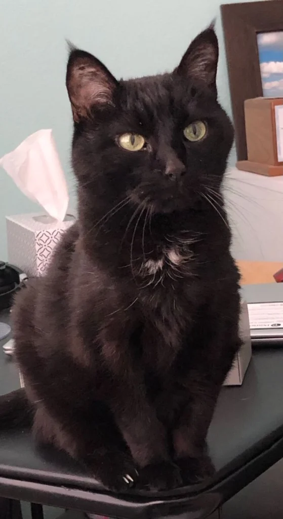 Western Skies Veterinary - In Home Pet Euthanasia|Memorials