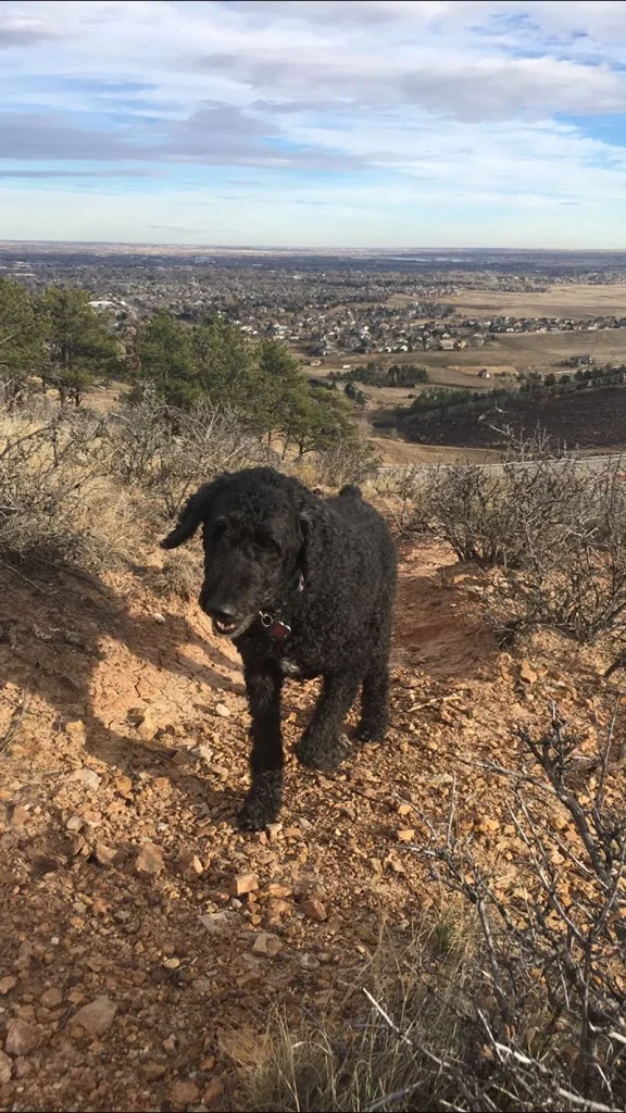 Western Skies Veterinary - In Home Pet Euthanasia|Memorials