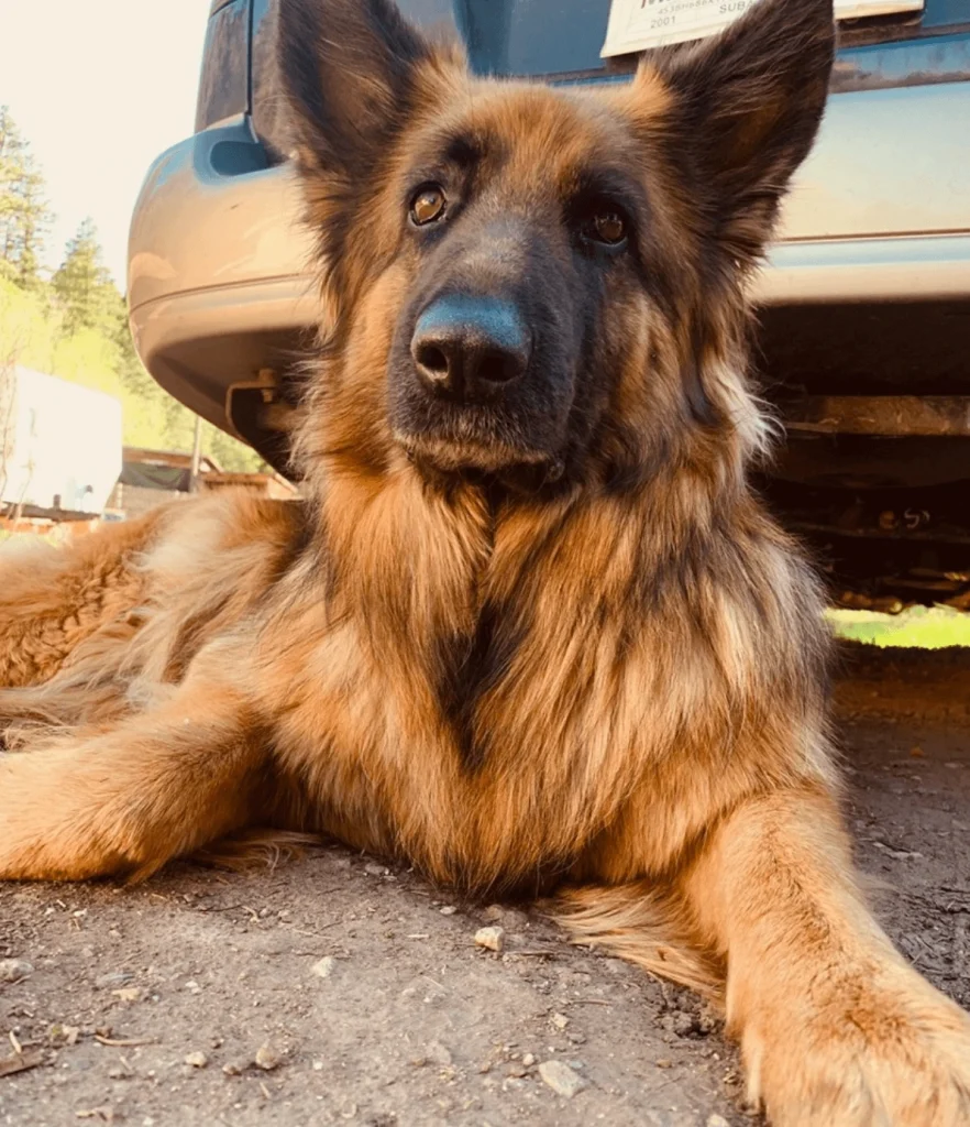 Western Skies Veterinary - In Home Pet Euthanasia|Memorials