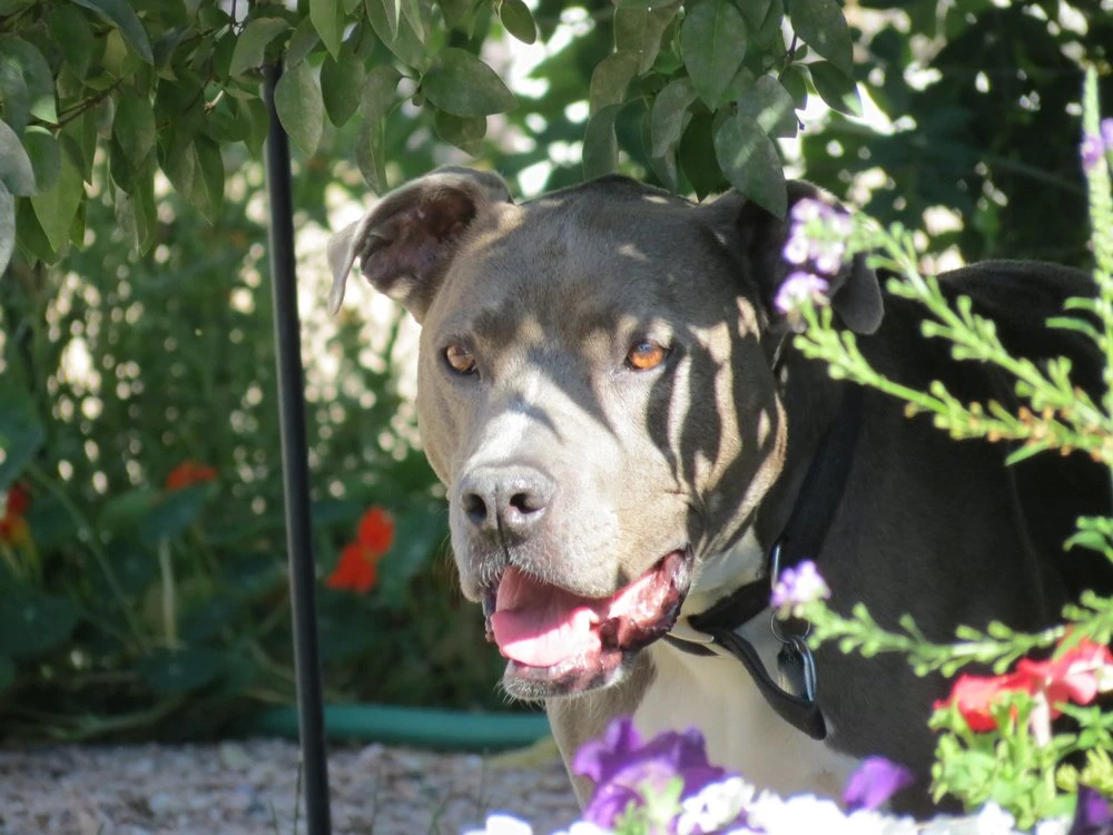 Western Skies Veterinary - In Home Pet Euthanasia|Memorials
