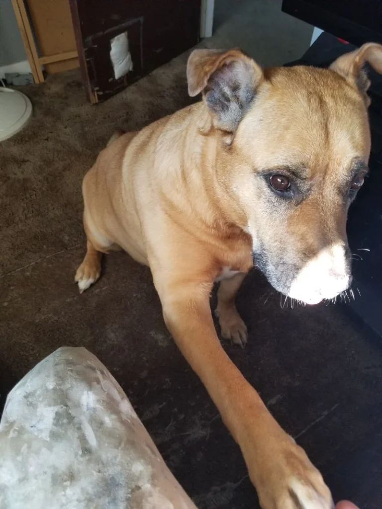 Western Skies Veterinary - In Home Pet Euthanasia|Memorials