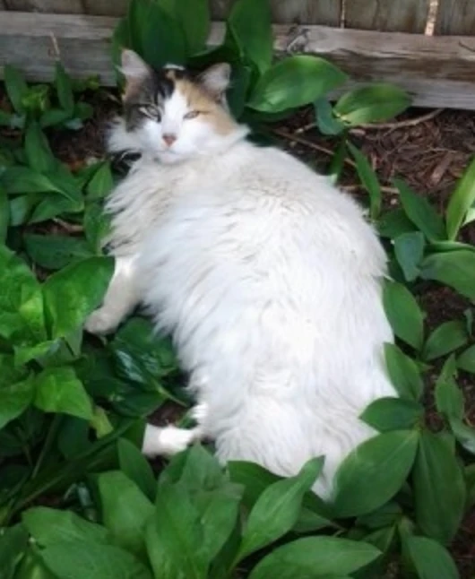 Western Skies Veterinary - In Home Pet Euthanasia|Memorials