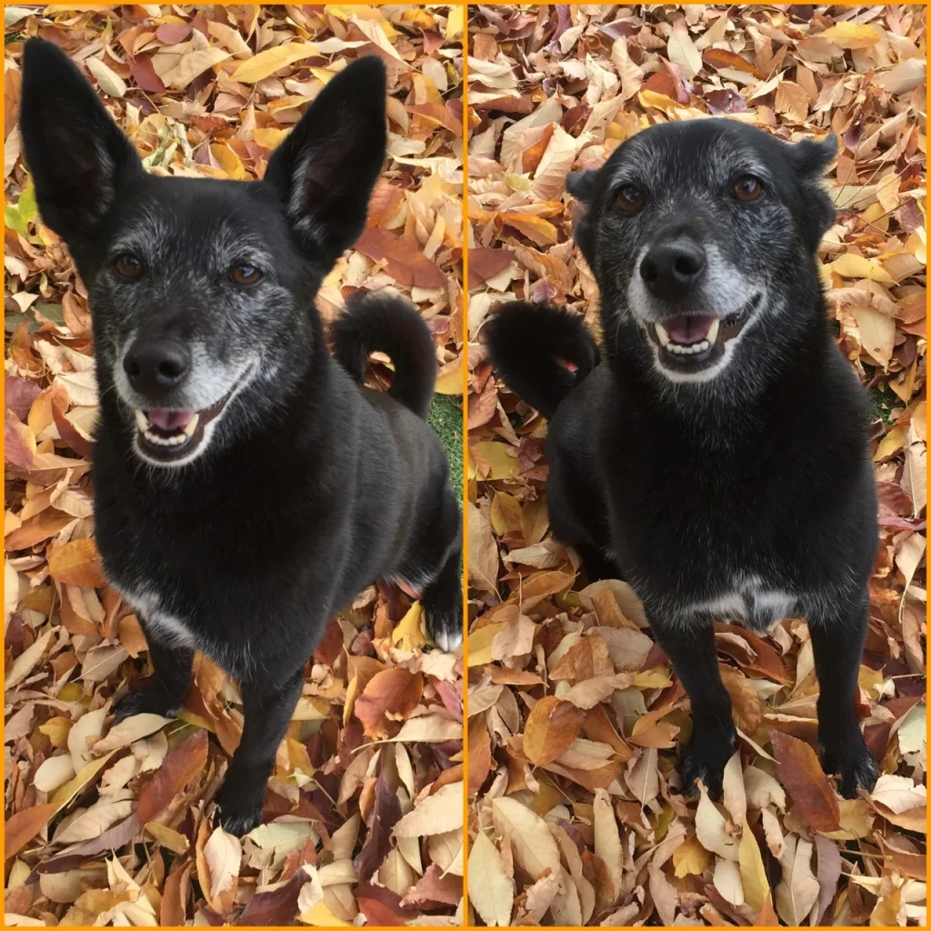 Western Skies Veterinary - In Home Pet Euthanasia|Memorials